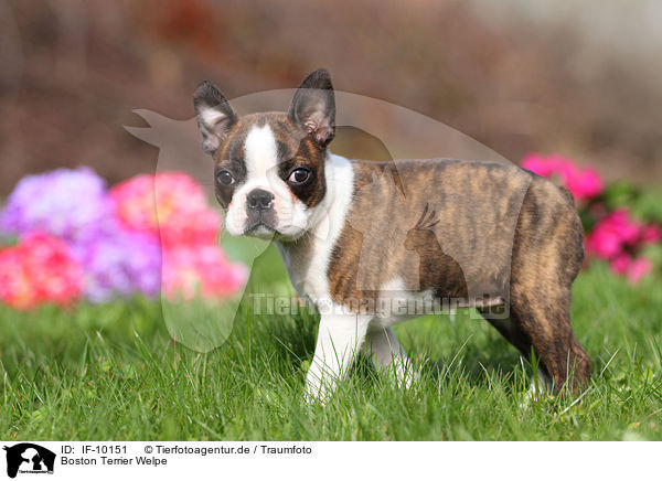 Boston Terrier Welpe / Boston Terrier Puppy / IF-10151