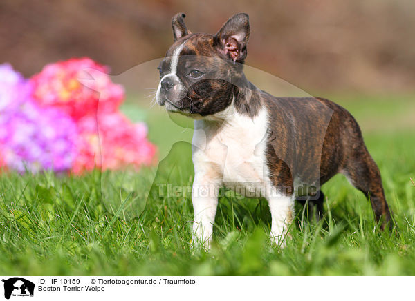 Boston Terrier Welpe / Boston Terrier Puppy / IF-10159