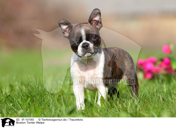 Boston Terrier Welpe / Boston Terrier Puppy / IF-10160