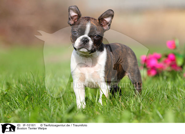 Boston Terrier Welpe / Boston Terrier Puppy / IF-10161