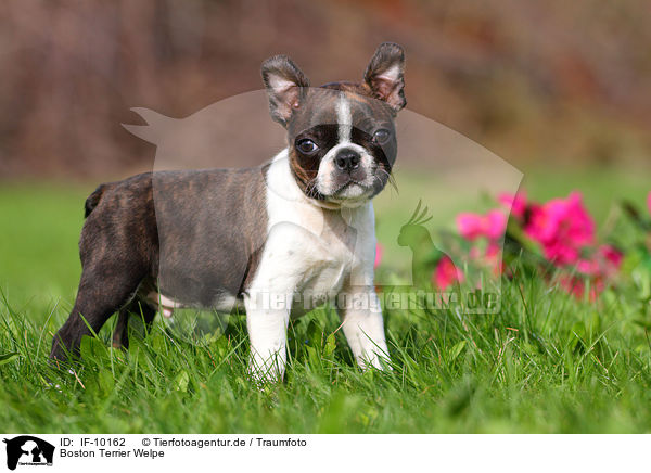 Boston Terrier Welpe / Boston Terrier Puppy / IF-10162