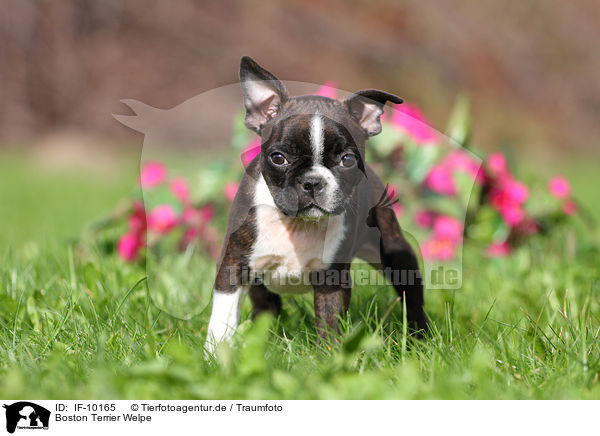 Boston Terrier Welpe / Boston Terrier Puppy / IF-10165