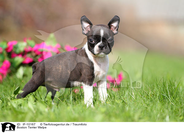 Boston Terrier Welpe / Boston Terrier Puppy / IF-10167