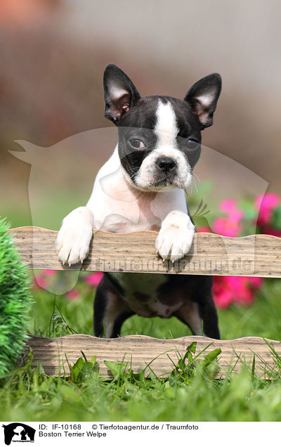Boston Terrier Welpe / Boston Terrier Puppy / IF-10168