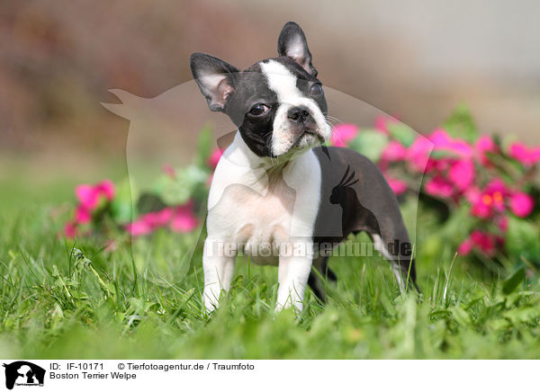 Boston Terrier Welpe / Boston Terrier Puppy / IF-10171