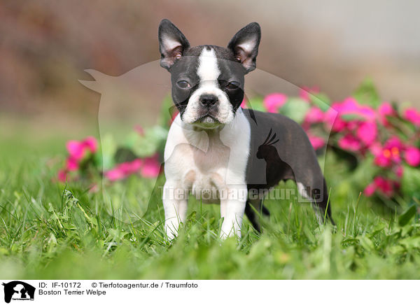 Boston Terrier Welpe / Boston Terrier Puppy / IF-10172