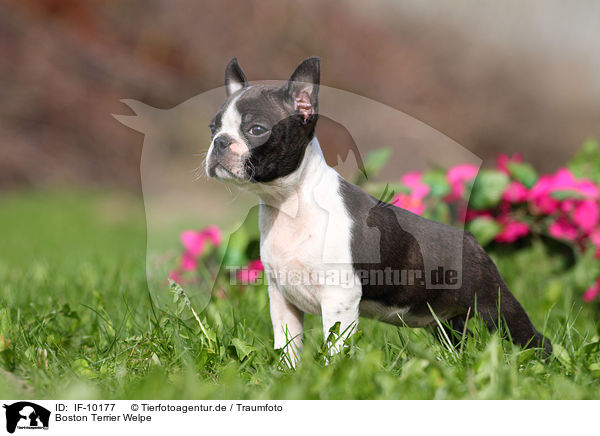 Boston Terrier Welpe / Boston Terrier Puppy / IF-10177