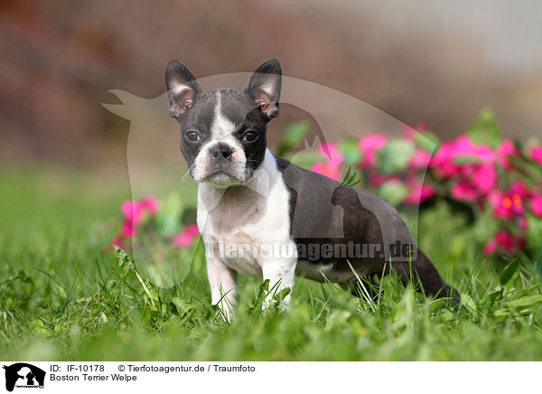 Boston Terrier Welpe / Boston Terrier Puppy / IF-10178