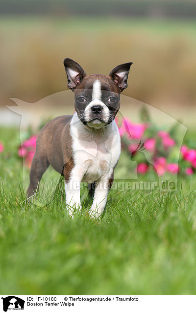 Boston Terrier Welpe / Boston Terrier Puppy / IF-10180