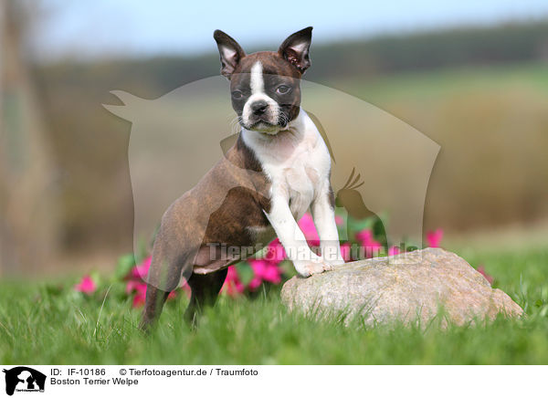 Boston Terrier Welpe / Boston Terrier Puppy / IF-10186