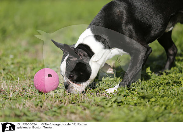 spielender Boston Terrier / playing Boston Terrier / RR-56024