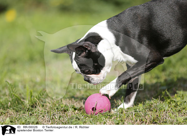 spielender Boston Terrier / playing Boston Terrier / RR-56026