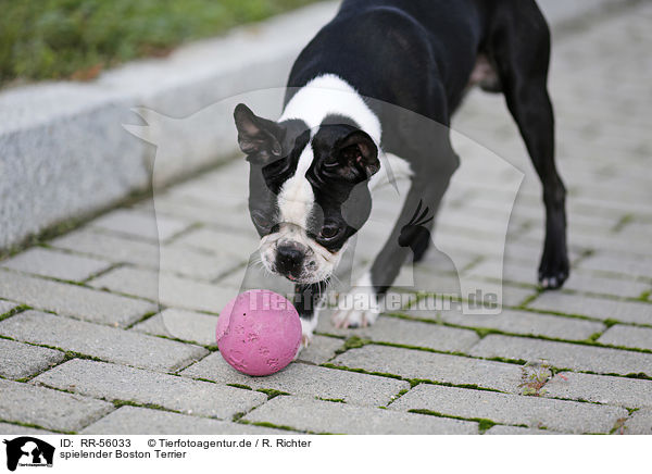 spielender Boston Terrier / playing Boston Terrier / RR-56033