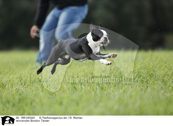 rennender Boston Terrier / running Boston Terrier / RR-56060