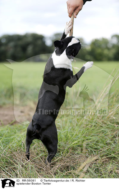 spielender Boston Terrier / playing Boston Terrier / RR-56081