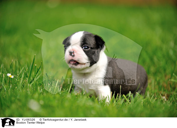 Boston Terrier Welpe / YJ-06326