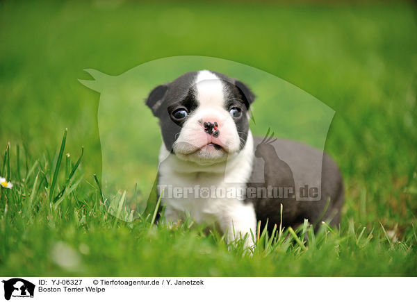 Boston Terrier Welpe / YJ-06327