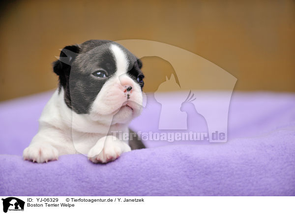Boston Terrier Welpe / YJ-06329