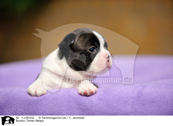 Boston Terrier Welpe / YJ-06332