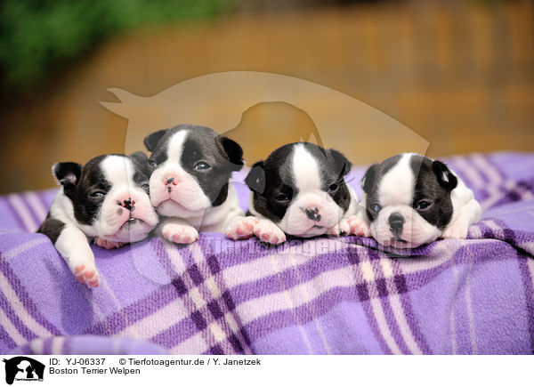 Boston Terrier Welpen / YJ-06337