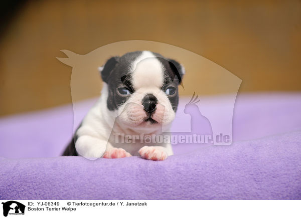 Boston Terrier Welpe / YJ-06349