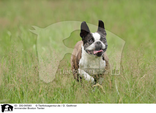 rennender Boston Terrier / DG-06580