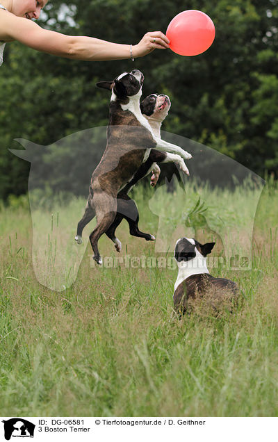3 Boston Terrier / DG-06581