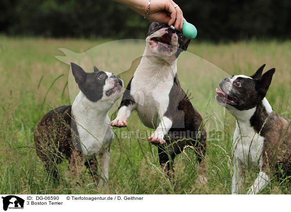 3 Boston Terrier / 3 Boston Terriers / DG-06590