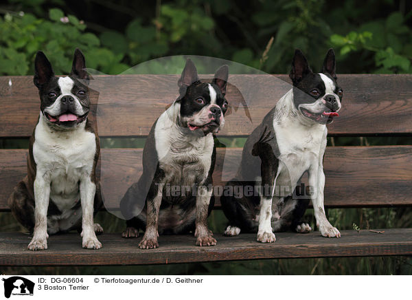 3 Boston Terrier / DG-06604