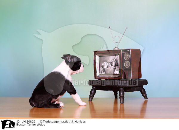 Boston Terrier Welpe / Boston Terrier Puppy / JH-20822