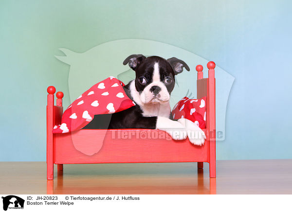 Boston Terrier Welpe / JH-20823