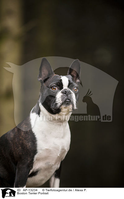 Boston Terrier Portrait / AP-13234