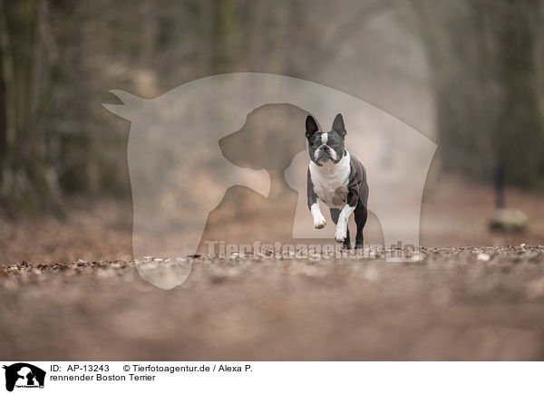 rennender Boston Terrier / AP-13243