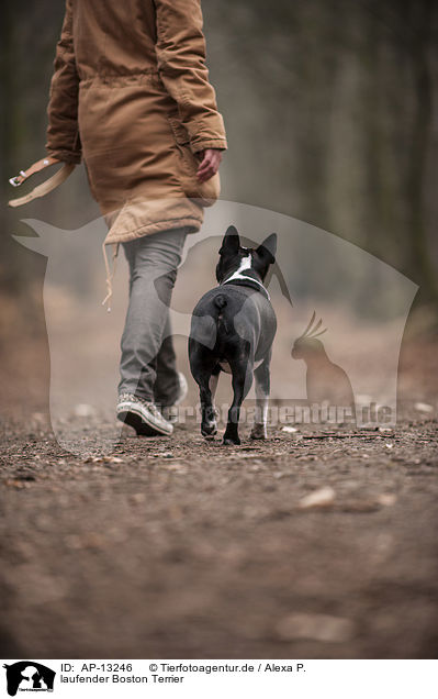 laufender Boston Terrier / walking Boston Terrier / AP-13246
