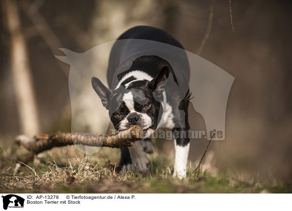 Boston Terrier mit Stock / Boston Terrier with stick / AP-13278