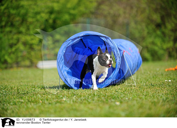 rennender Boston Terrier / running Boston Terrier / YJ-09873
