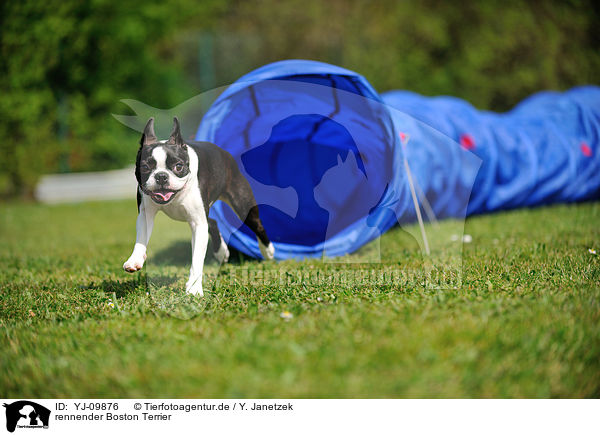 rennender Boston Terrier / running Boston Terrier / YJ-09876