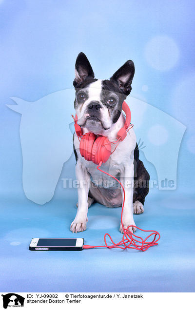 sitzender Boston Terrier / YJ-09882