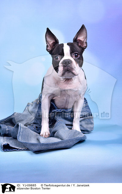 sitzender Boston Terrier / sitting Boston Terrier / YJ-09885