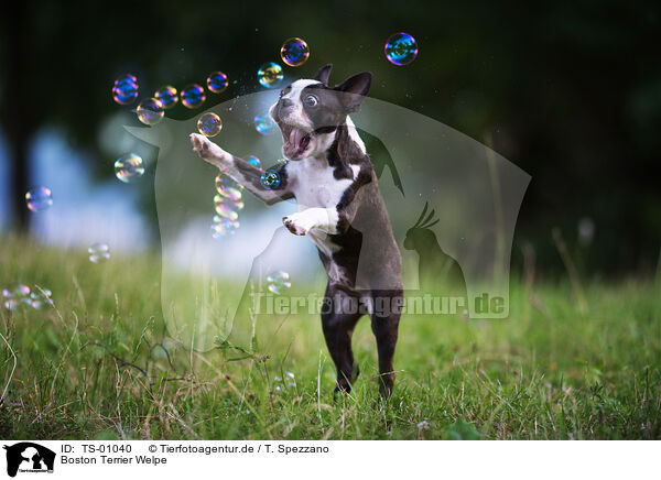 Boston Terrier Welpe / TS-01040