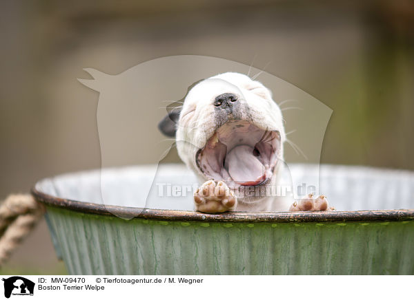 Boston Terrier Welpe / MW-09470