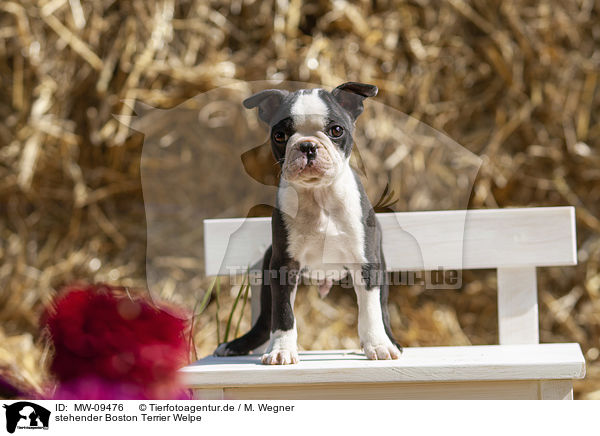 stehender Boston Terrier Welpe / standing Boston Terrier Puppy / MW-09476