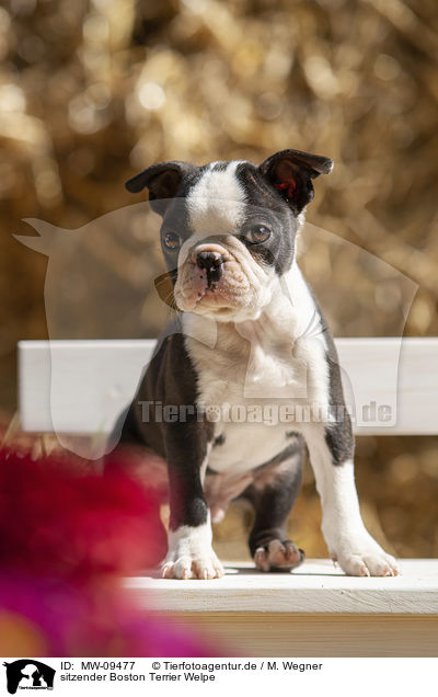 sitzender Boston Terrier Welpe / sitting Boston Terrier Puppy / MW-09477