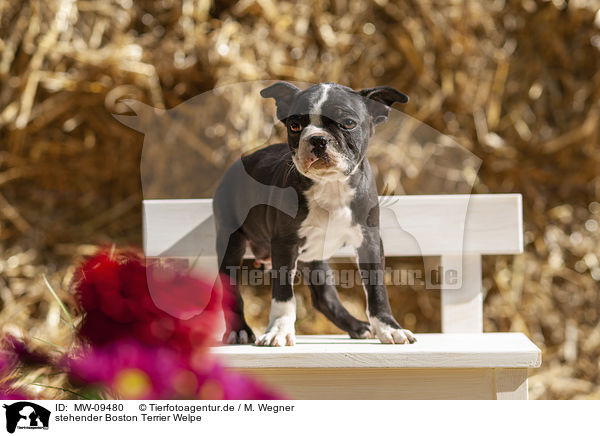 stehender Boston Terrier Welpe / standing Boston Terrier Puppy / MW-09480