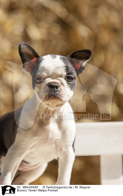 Boston Terrier Welpe Portrait / MW-09485