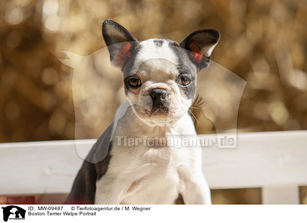 Boston Terrier Welpe Portrait / MW-09487