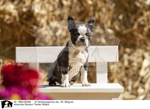 sitzender Boston Terrier Welpe / MW-09488