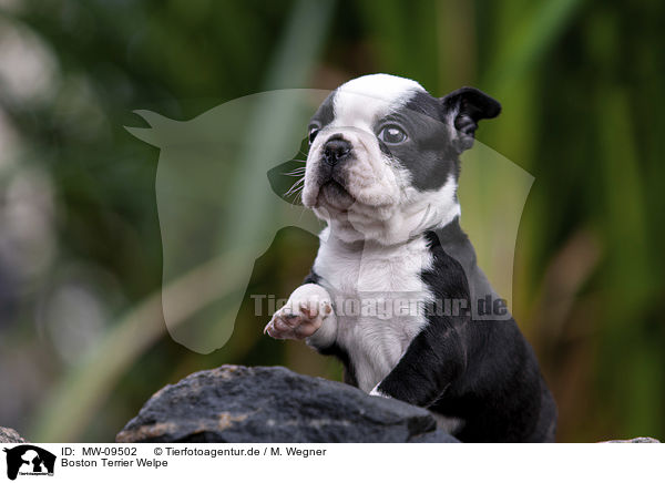 Boston Terrier Welpe / MW-09502