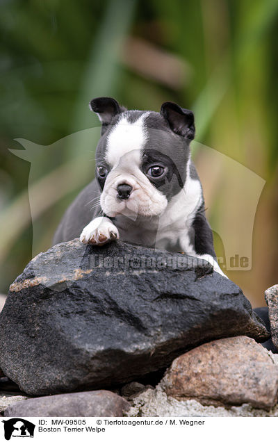 Boston Terrier Welpe / MW-09505