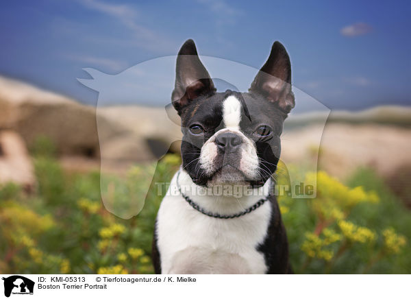 Boston Terrier Portrait / KMI-05313